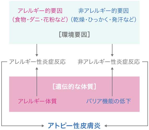 アトピー性皮膚炎発症のメカニズム