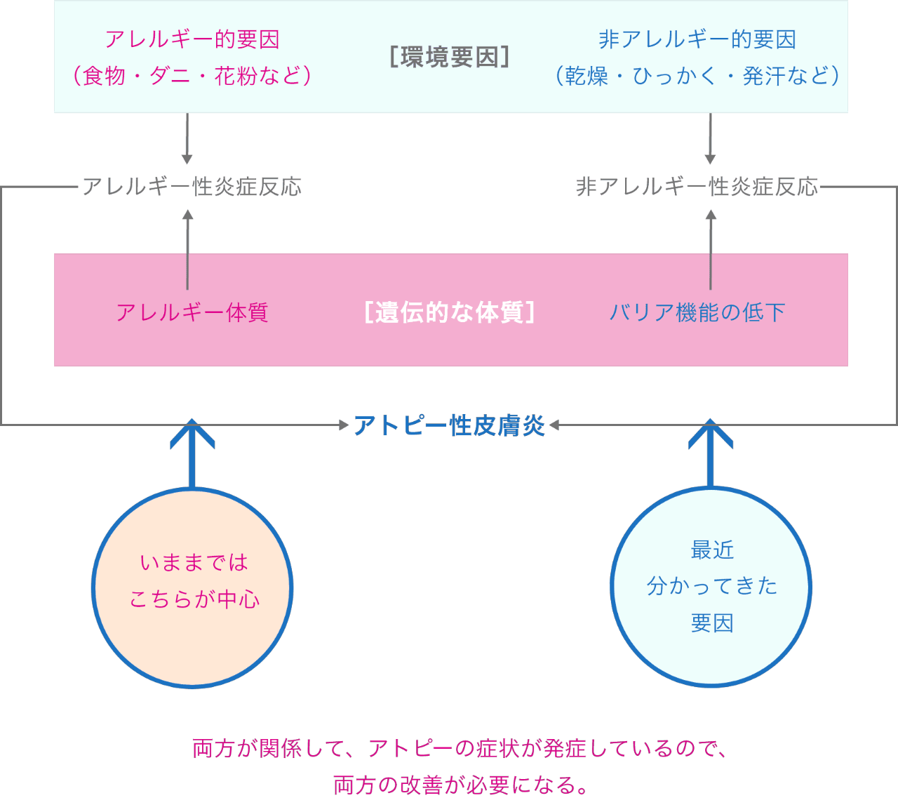 アトピー性皮膚炎発症のメカニズム